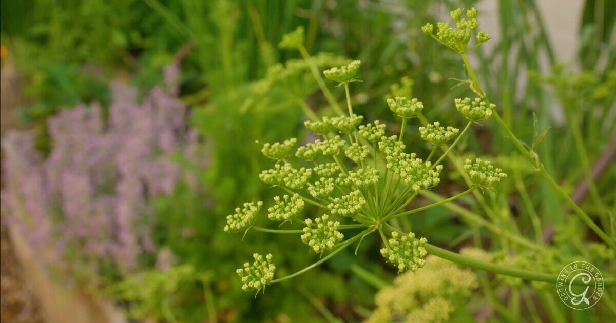 How to Grow Parsley