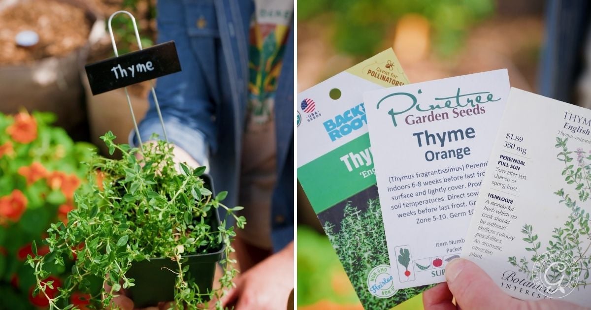 A hand holds a potted thyme plant with a small black label. Next to it, three different thyme seed packets are displayed, offering inspiration for how to grow thyme in Arizona against a blurred garden background.