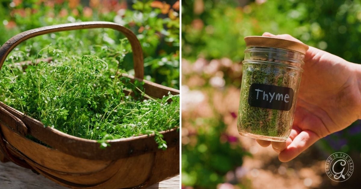 A wooden basket filled with fresh thyme sits outdoors, while a hand holds a glass jar labeled Thyme with dried herbs inside—capturing the essence of how to grow thyme in even the warm Arizona climate, garden plants blurred in the background.