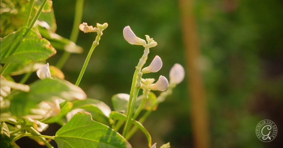 Asparagus Bean Blossoms