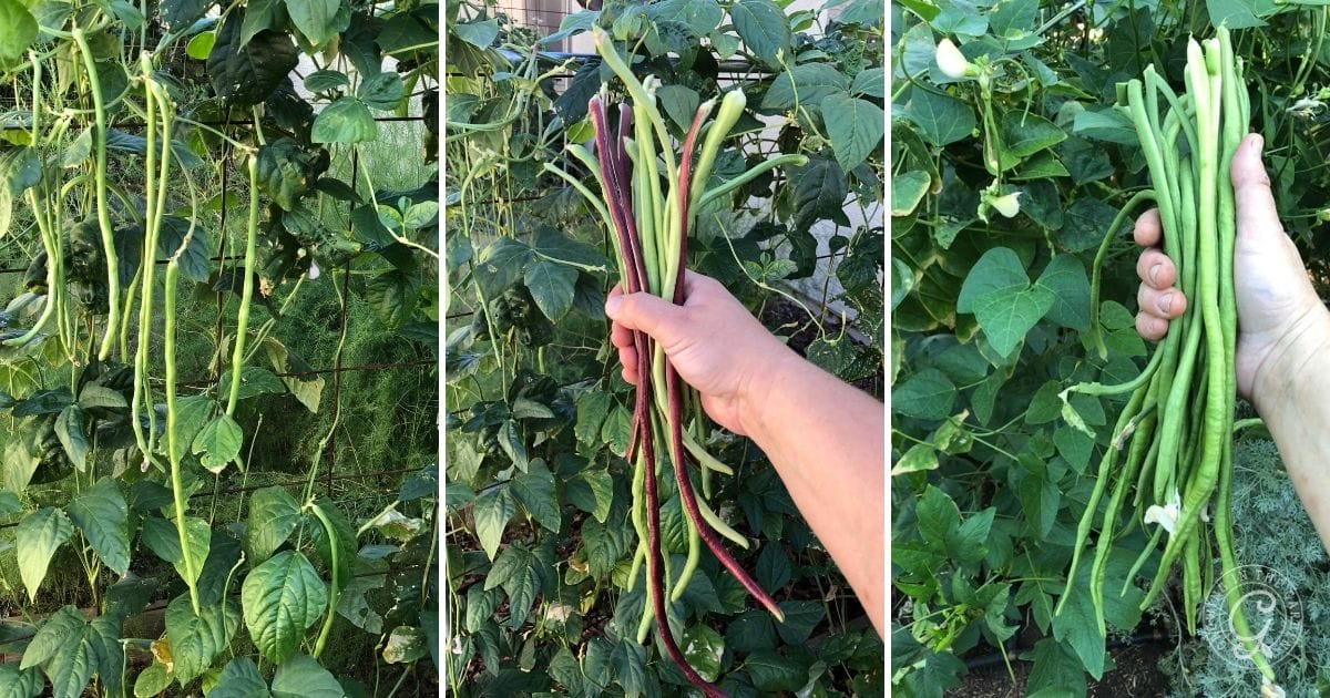 Asparagus Bean Harvests