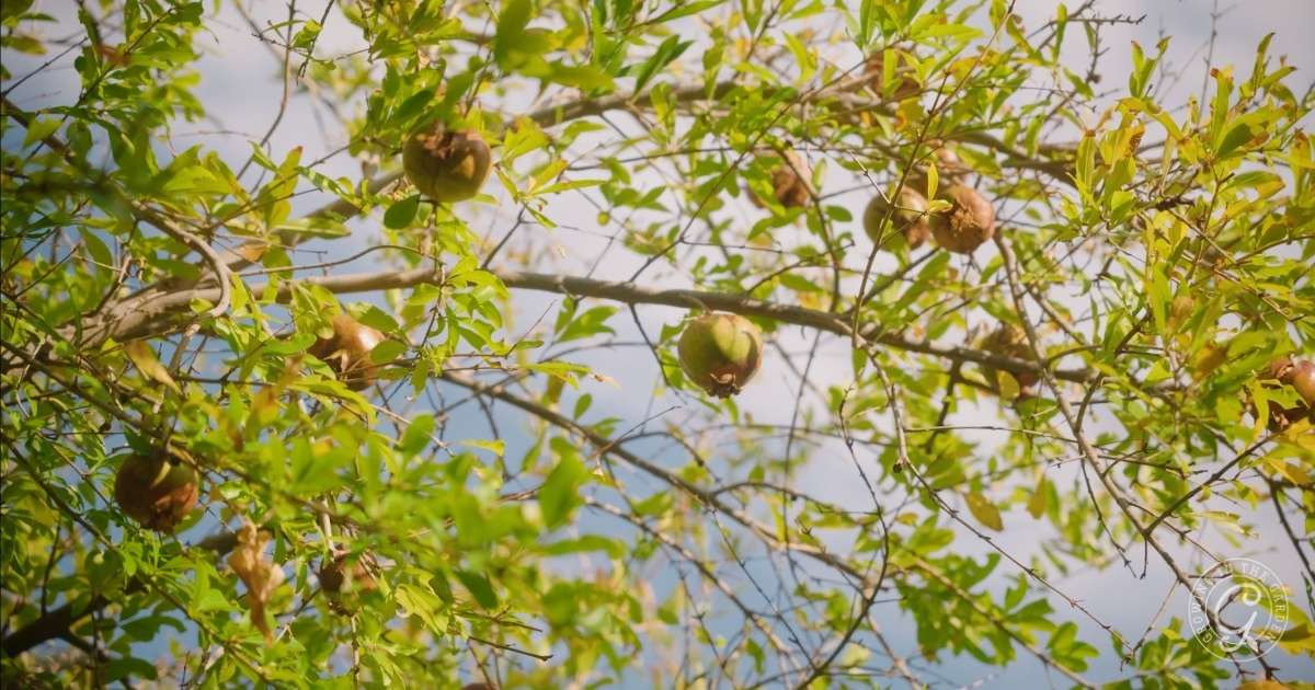 August Gardening Tasks for Low Desert Arizona Gardens