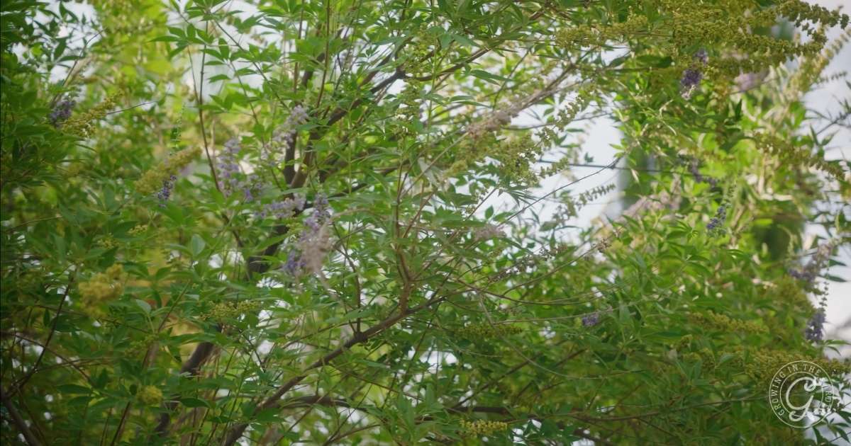 August Gardening Tasks for Low Desert Arizona Gardens 