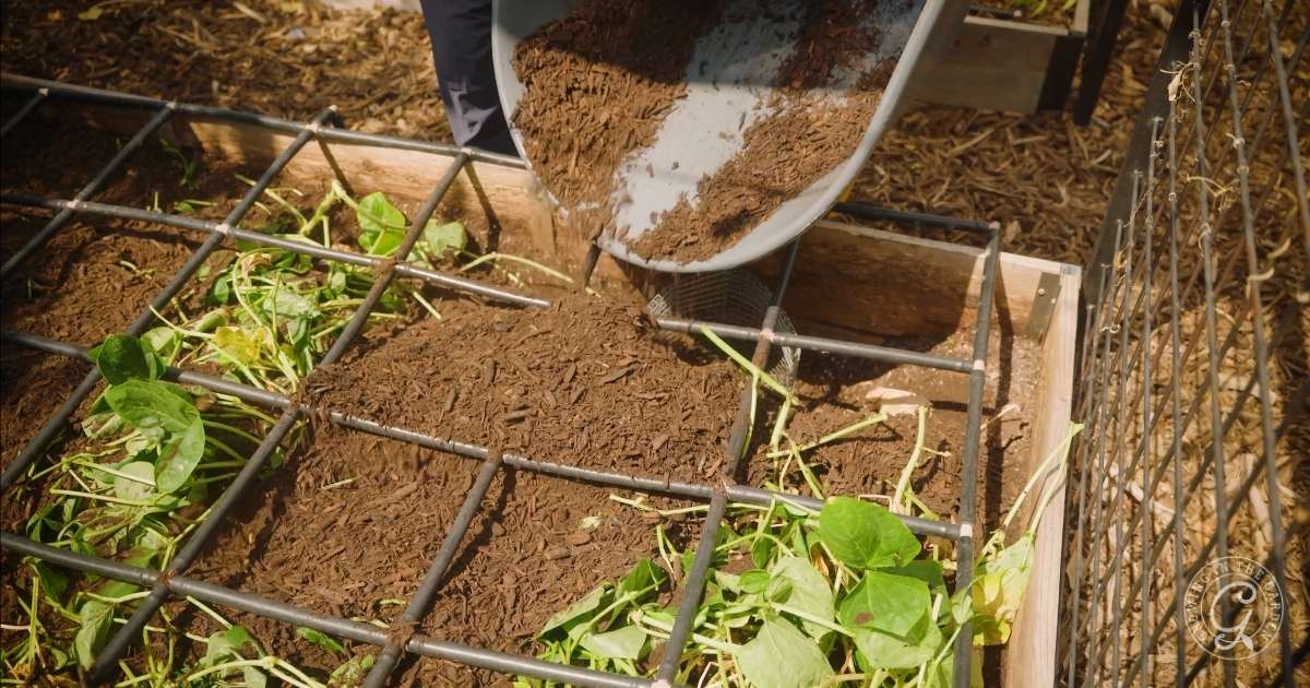 Compost and mulch being poured onto green plants in a raised garden bed with a metal grid on top.
