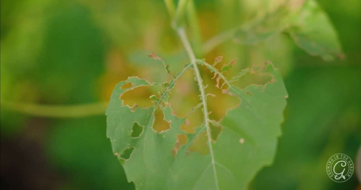 August Gardening Tasks for Low Desert Arizona Gardens