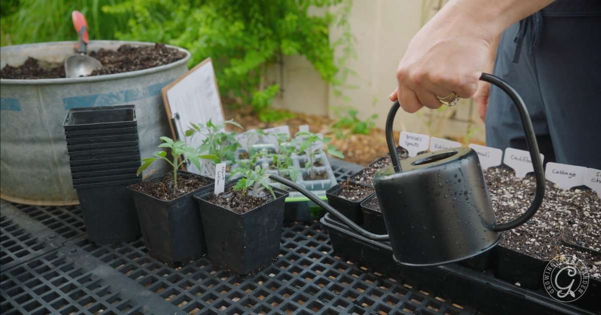 August Gardening Tasks for Low Desert Arizona Gardens
