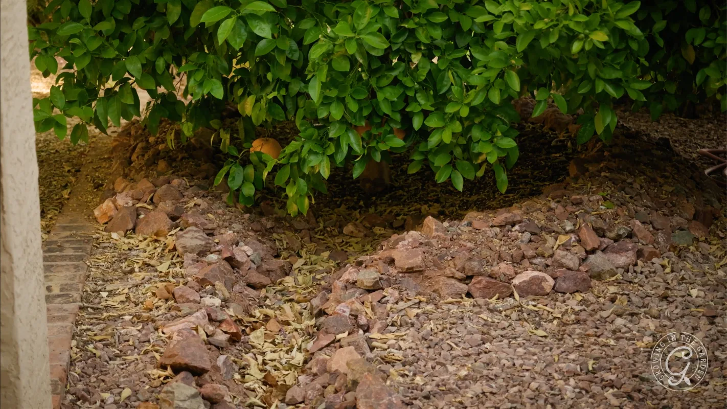 Green shrub with dense leaves, surrounded by rocks and dry leaves on the ground in a garden area.