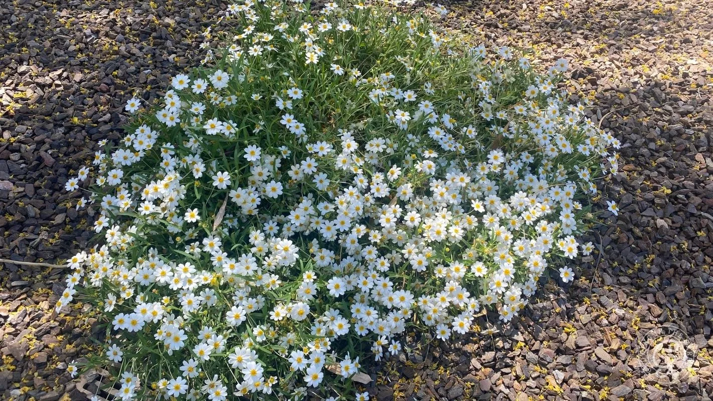 A cluster of white daisies with yellow centers growing on rocky ground in sunlight.