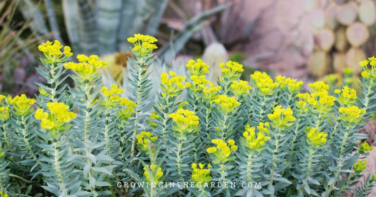 Lawn Alternatives: 10 Low-Water-Use Groundcovers for Hot Climates: Blue Euphorbia (Euphorbia&nbsp;rigida)