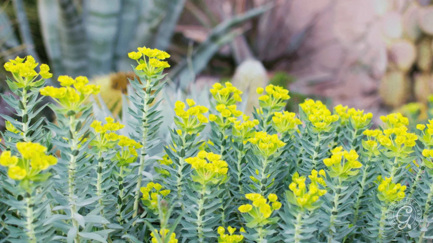 Tall green stems with small yellow flowers growing in a garden, with blurred foliage in the background.