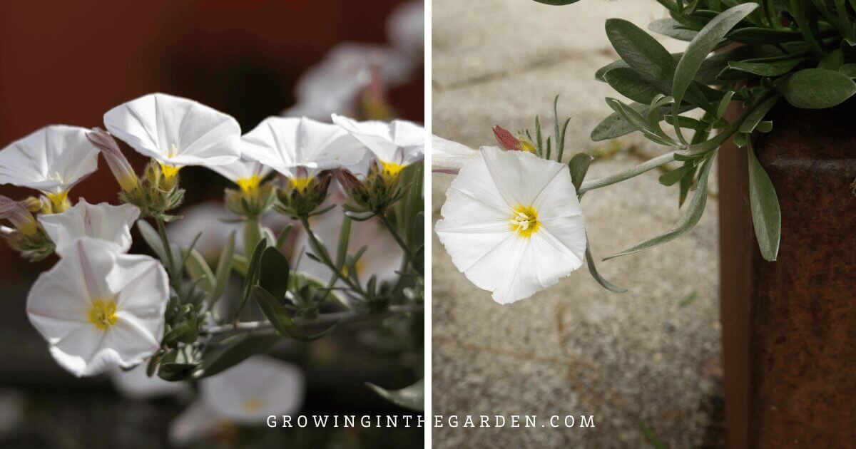 Bush Morning Glory (Convolvulus&nbsp;cneorum)