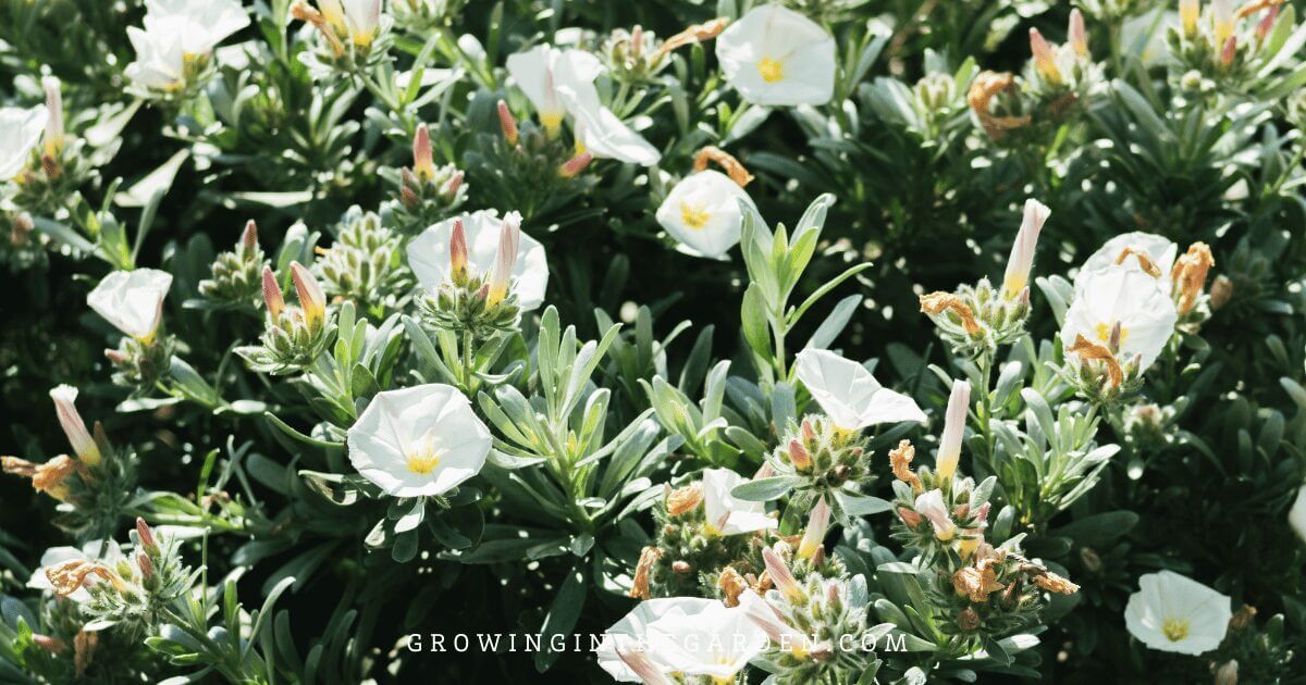 Bush Morning Glory (Convolvulus&nbsp;cneorum)
