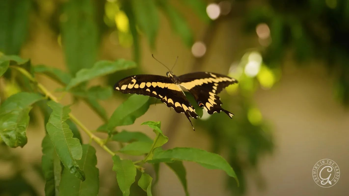 A yellow and black butterfly rests on green leaves, with a blurred leafy background.