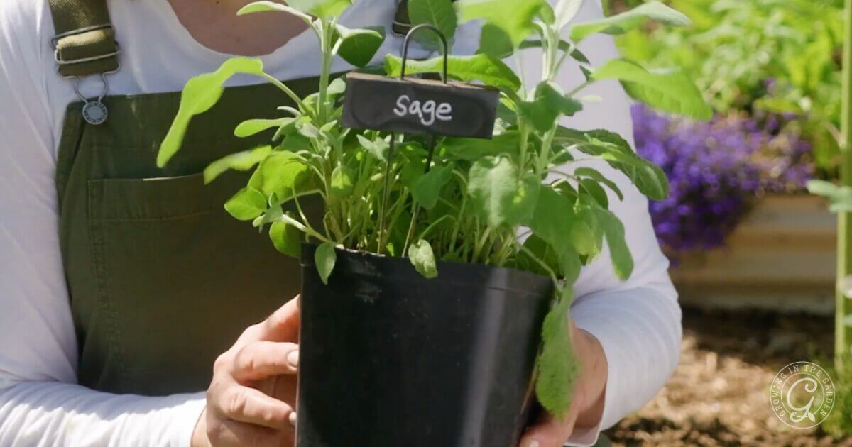 Choosing Sage Transplants