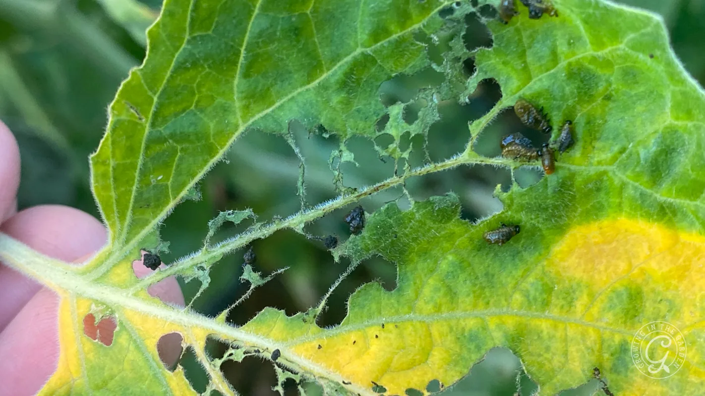 A green leaf with holes and dark insects, showing pest damage and yellowing patches.