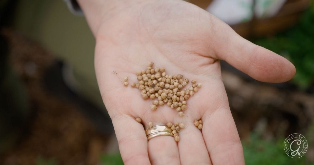Coriander Seeds