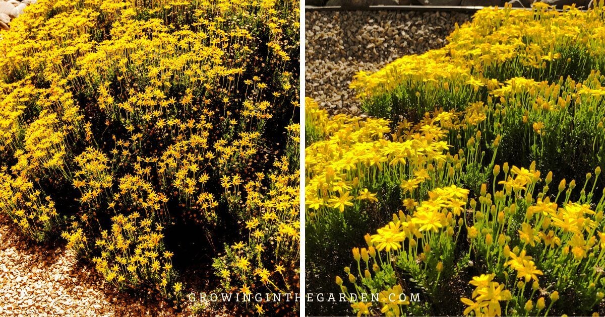 Lawn Alternatives: 10 Low-Water-Use Groundcovers for Hot Climates