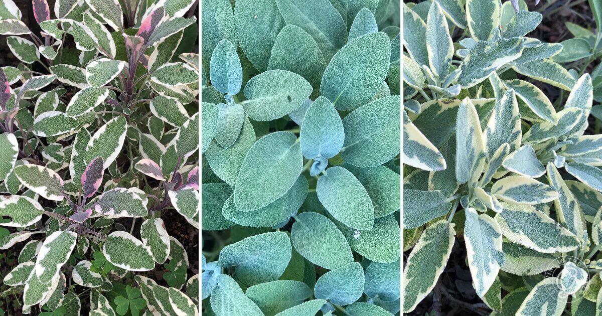 Different Varieties of Sage (2)