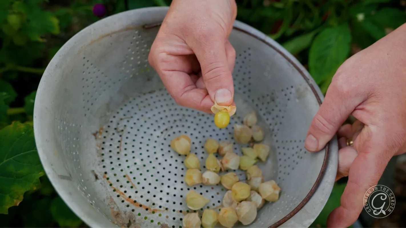 A hand holding a husked ground cherry over a colander filled with more ground cherries outdoors.