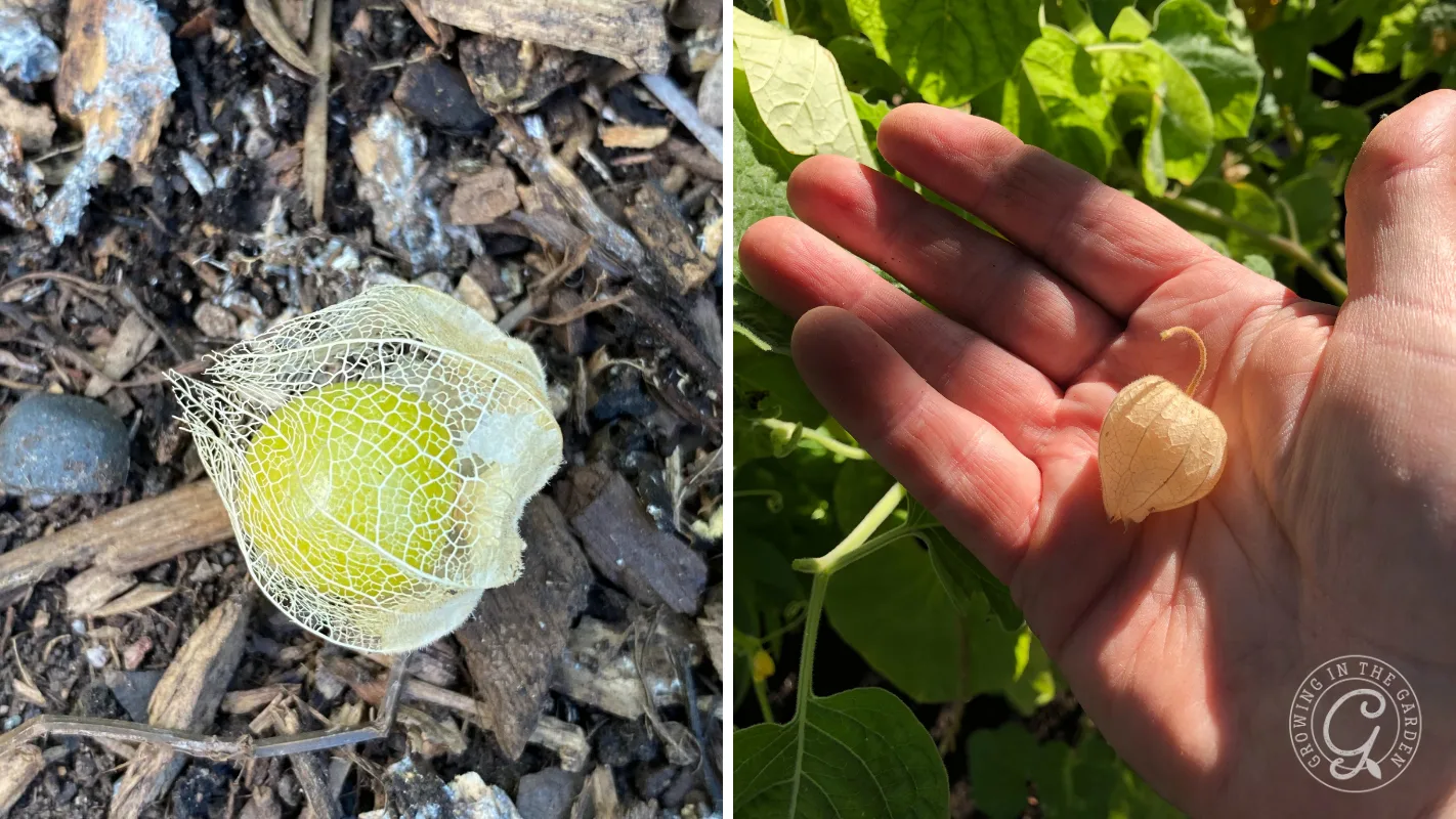 Left: Yellow ground cherry in husk on soil. Right: Hand holding a ground cherry in husk against green leaves.