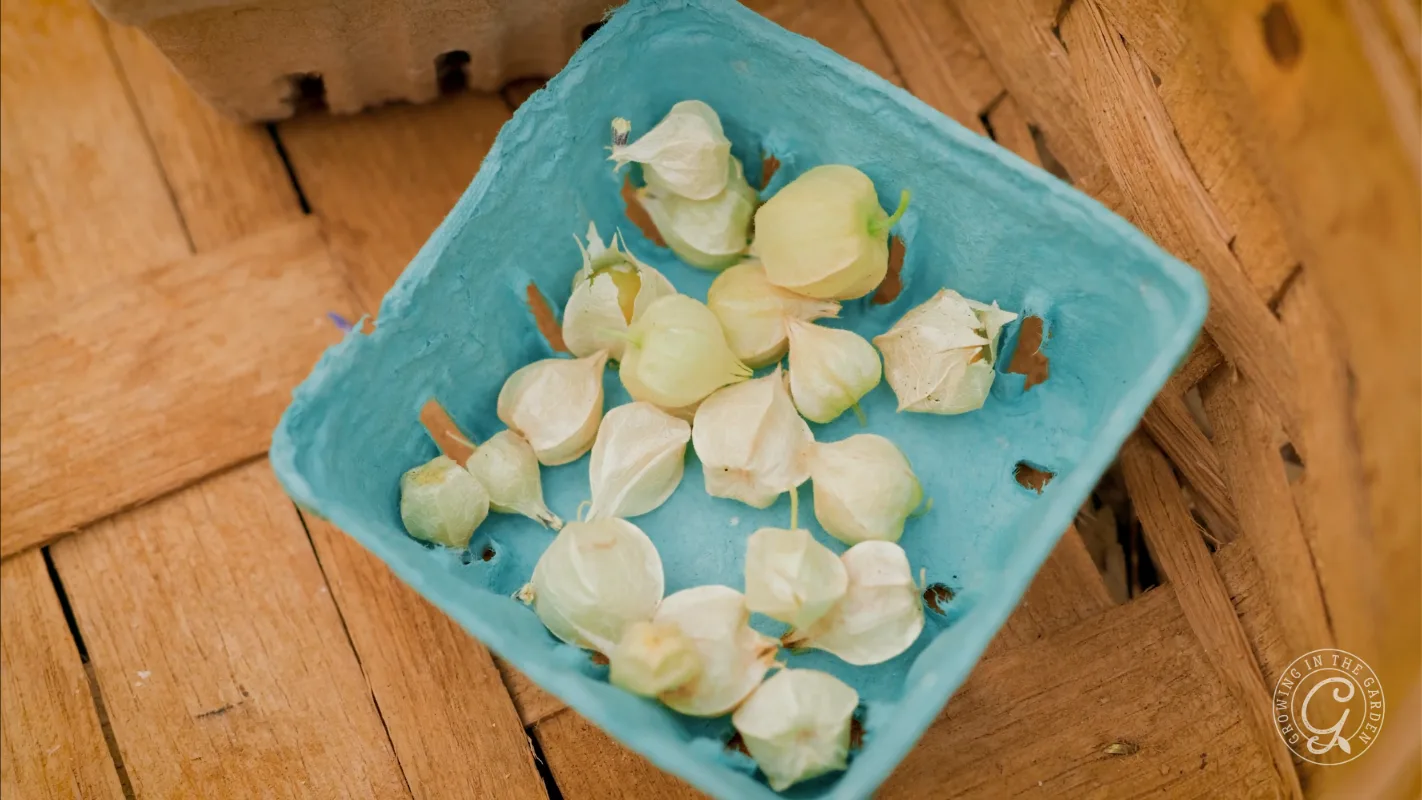 Small husked ground cherries in a blue carton on a wooden surface.
