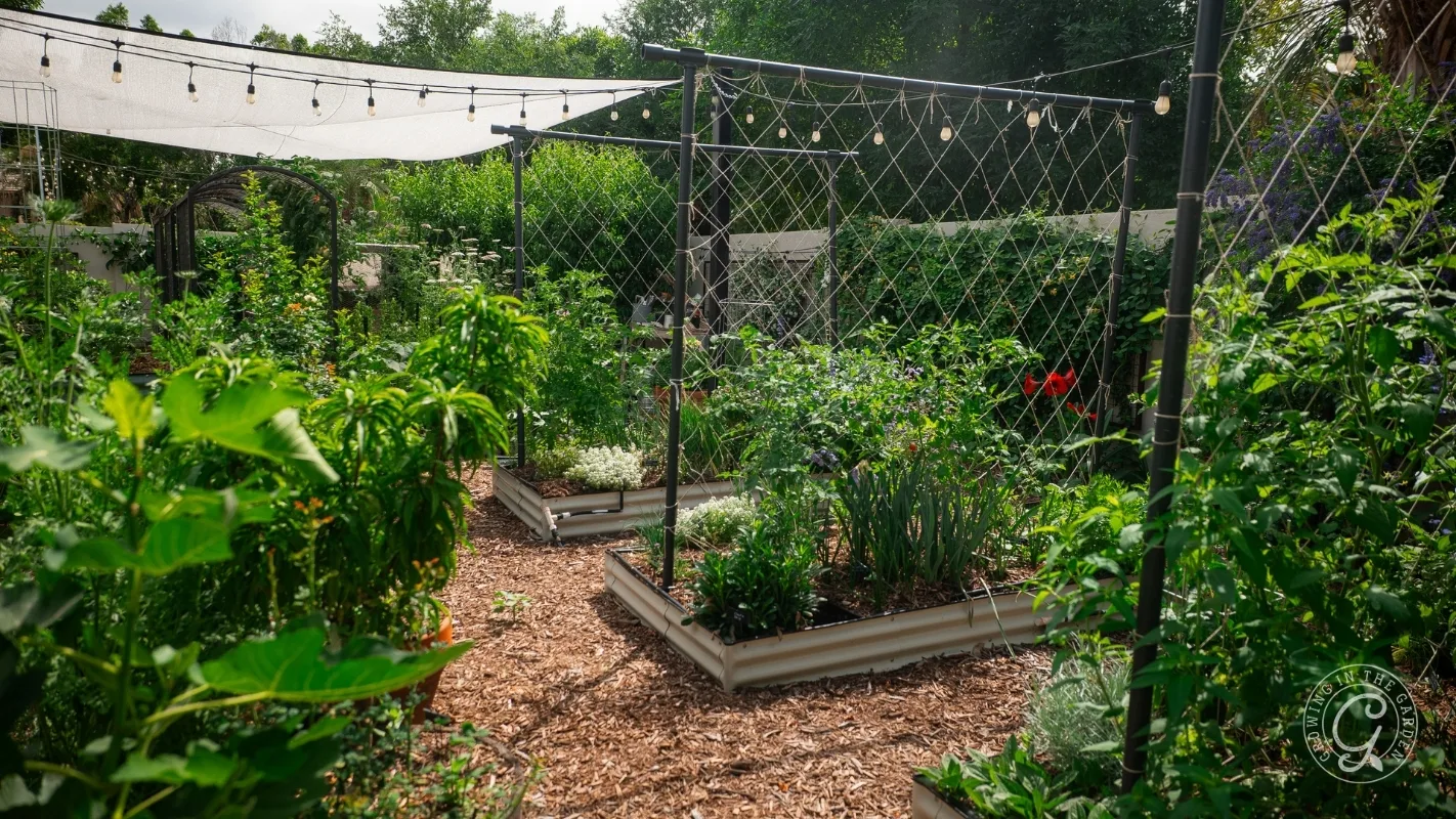 Lush raised garden beds with trellises, string lights, and wood chip paths in a vibrant outdoor garden.