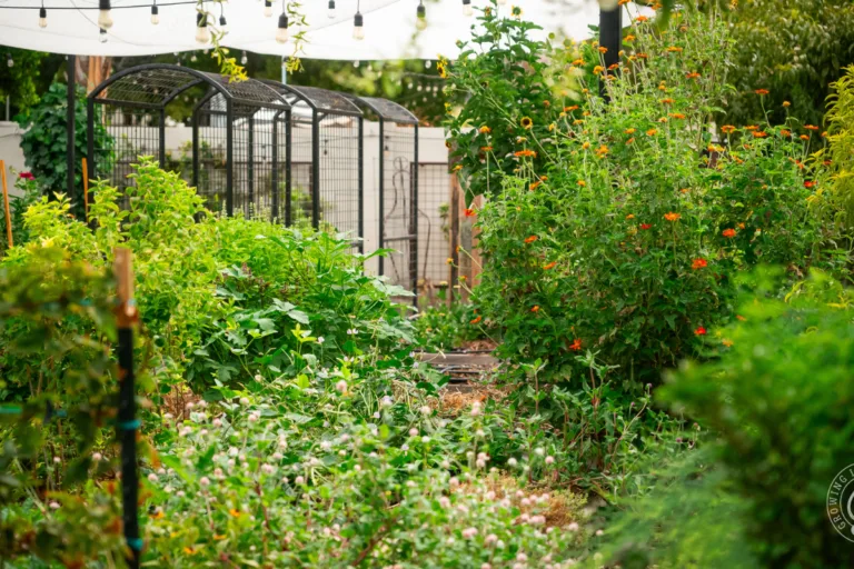 How to Be an Organic Gardener featured image