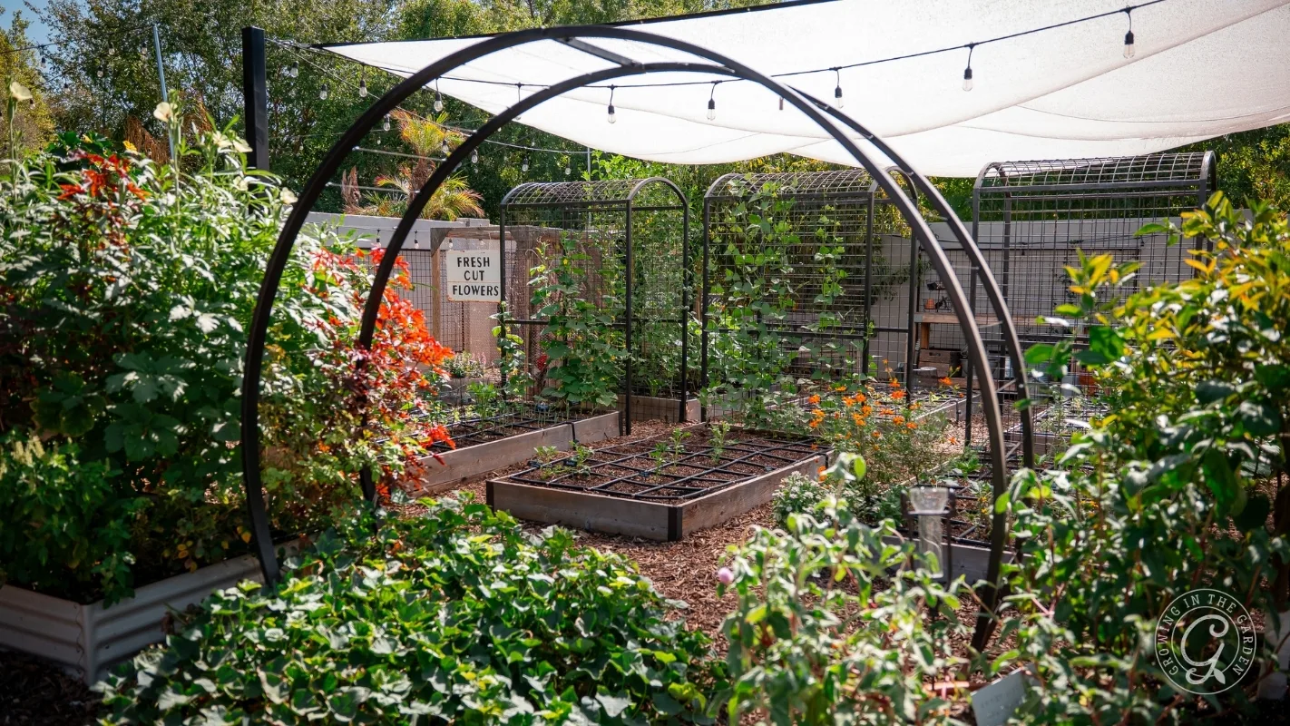 Lush garden with raised beds, metal arches, string lights, and a sign reading FRESH CUT FLOWERS.