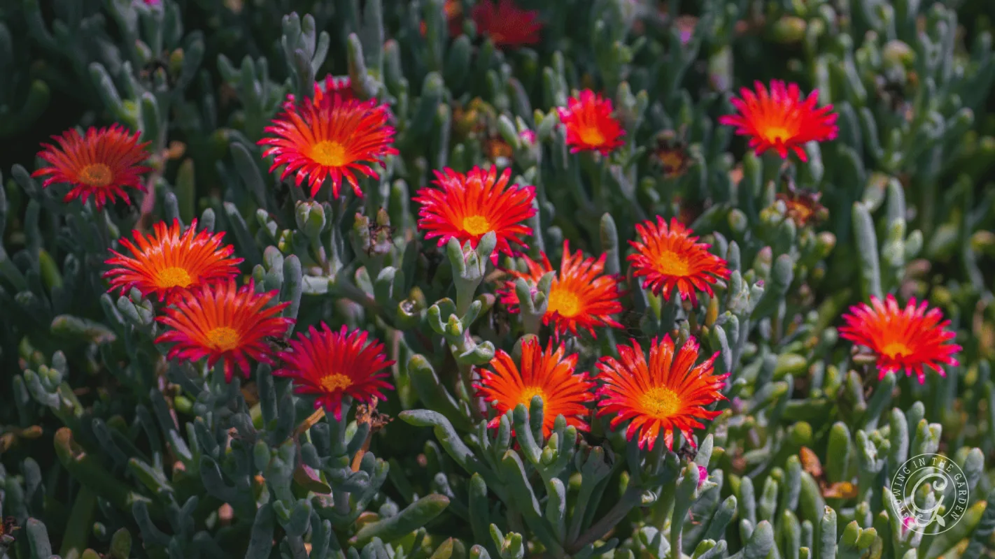 Bright red and orange ice plants in bloom among green succulent foliage in sunlight.