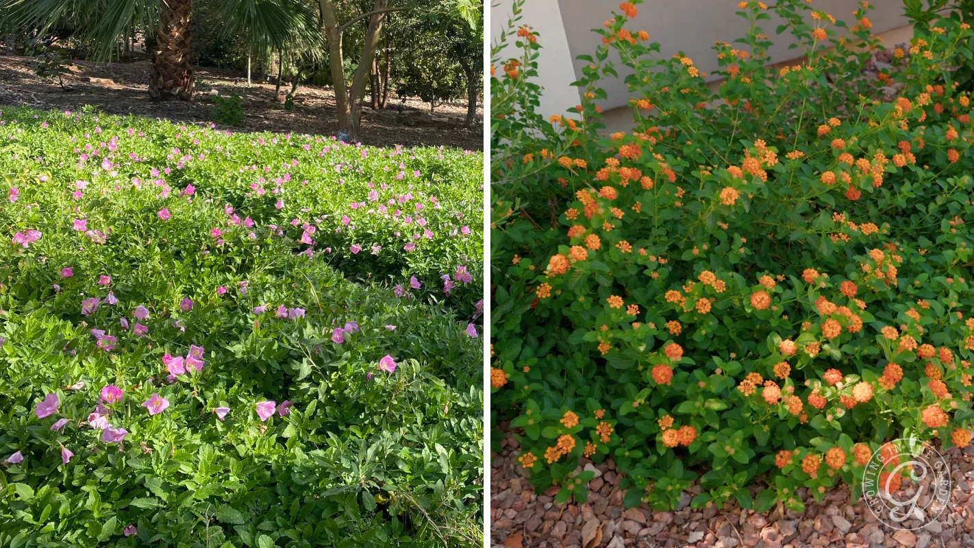 Left: green ground cover with purple flowers; right: green bush with clusters of small orange flowers.