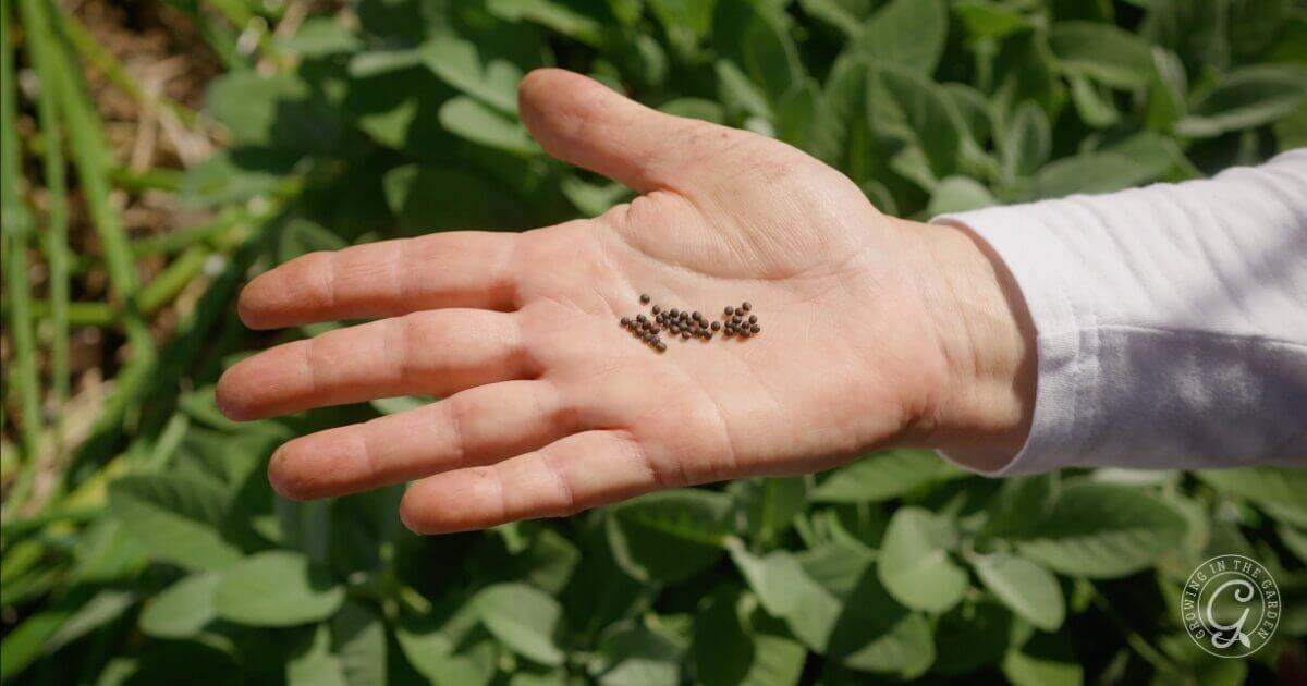 Grow Sage from Seeds