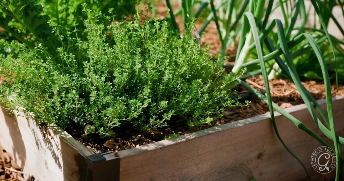 A raised wooden garden bed filled with leafy green herbs and vegetables, including thyme and onions, thriving in rich soil under bright sunlight—an inspiring scene for anyone interested in how to grow thyme in Arizona.