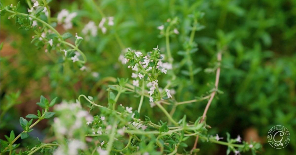 Close-up of thyme plants with small green leaves and tiny white flowers, growing densely in a garden. The blurred background highlights the delicate stems—an inspiring look for anyone wondering how to grow thyme in Arizona.