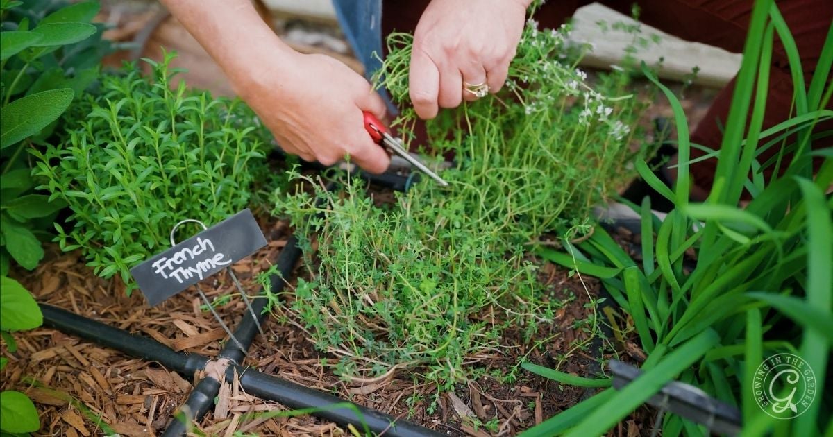 A person uses scissors to harvest fresh French thyme from a garden bed. A small black sign labeled French Thyme hints at tips for how to grow thyme, surrounded by thriving green herbs and plants.