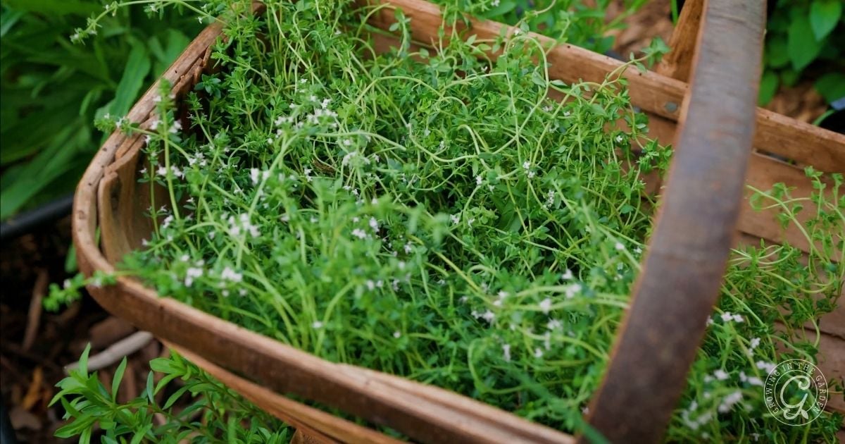 A wooden basket filled with freshly harvested thyme, showing green stems and tiny white flowers, sits outdoors in a garden—perfect inspiration for anyone learning how to grow thyme in Arizona’s unique climate.