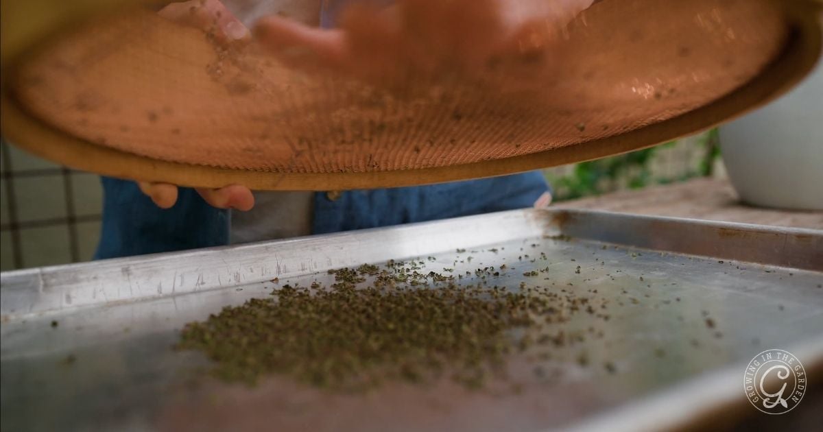 A person demonstrates how to grow thyme by sifting small seeds or herbs through a mesh screen over a metal tray, with collected particles scattered below.