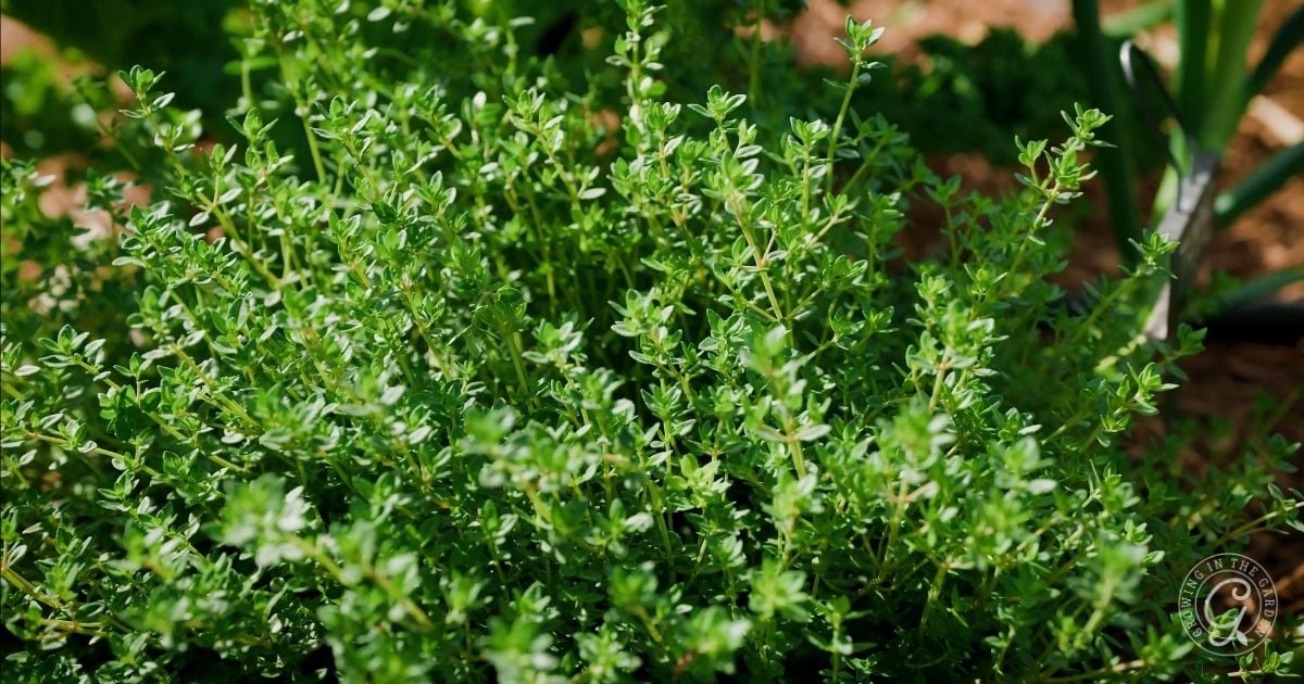 Grow thyme outdoors (your thyme, most common, Thyme Thymus, base plant, best time) Grow thyme outdoors