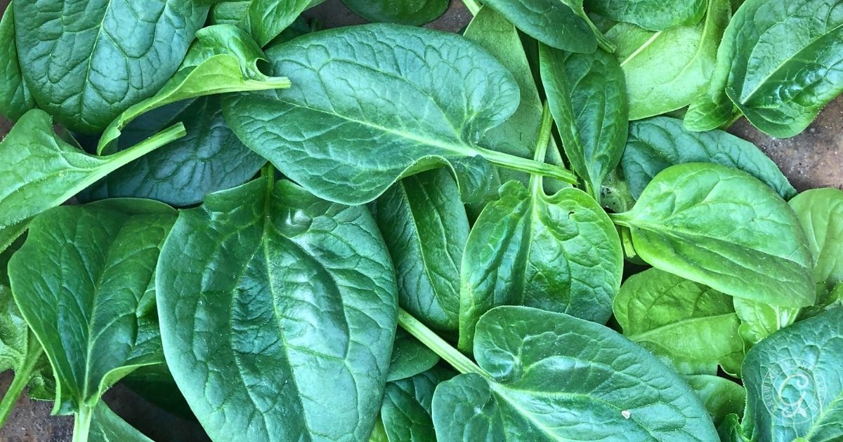 Fresh green spinach leaves spread out in a layer, showing their texture and vibrant color.