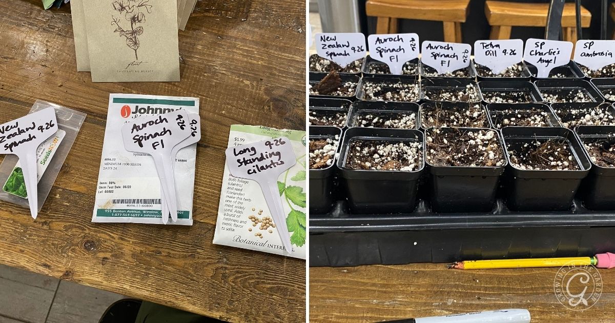 Packets of spinach seeds and labeled seedling pots with soil sit on a wooden table, ready for planting.