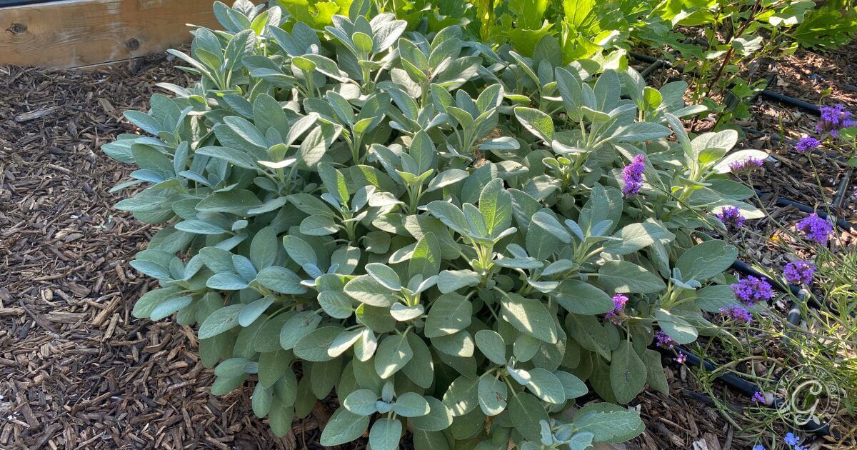 How to Grow Sage