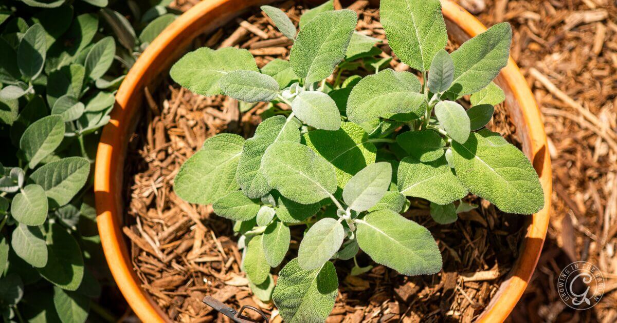 How to Grow Sage in Containers