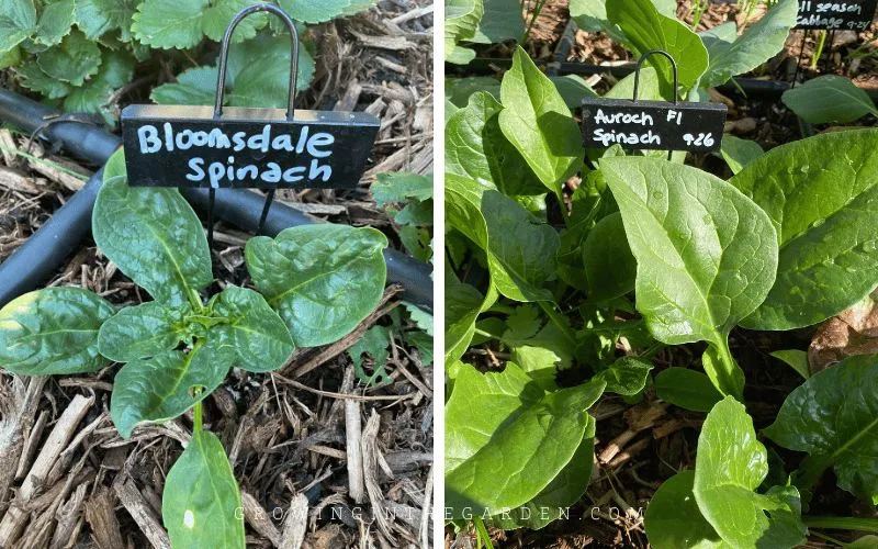 Growing Tips for Bloomsdale Spinach Growing Tips for Bloomsdale Spinach