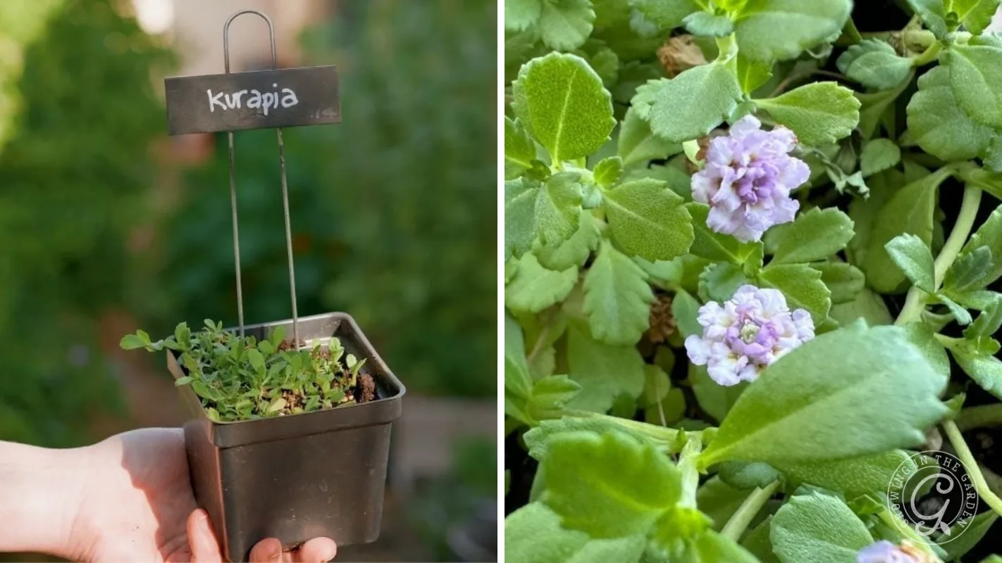 A hand holds a Kurapia plant in a pot; close-up of Kurapia leaves and small purple flowers on the right.