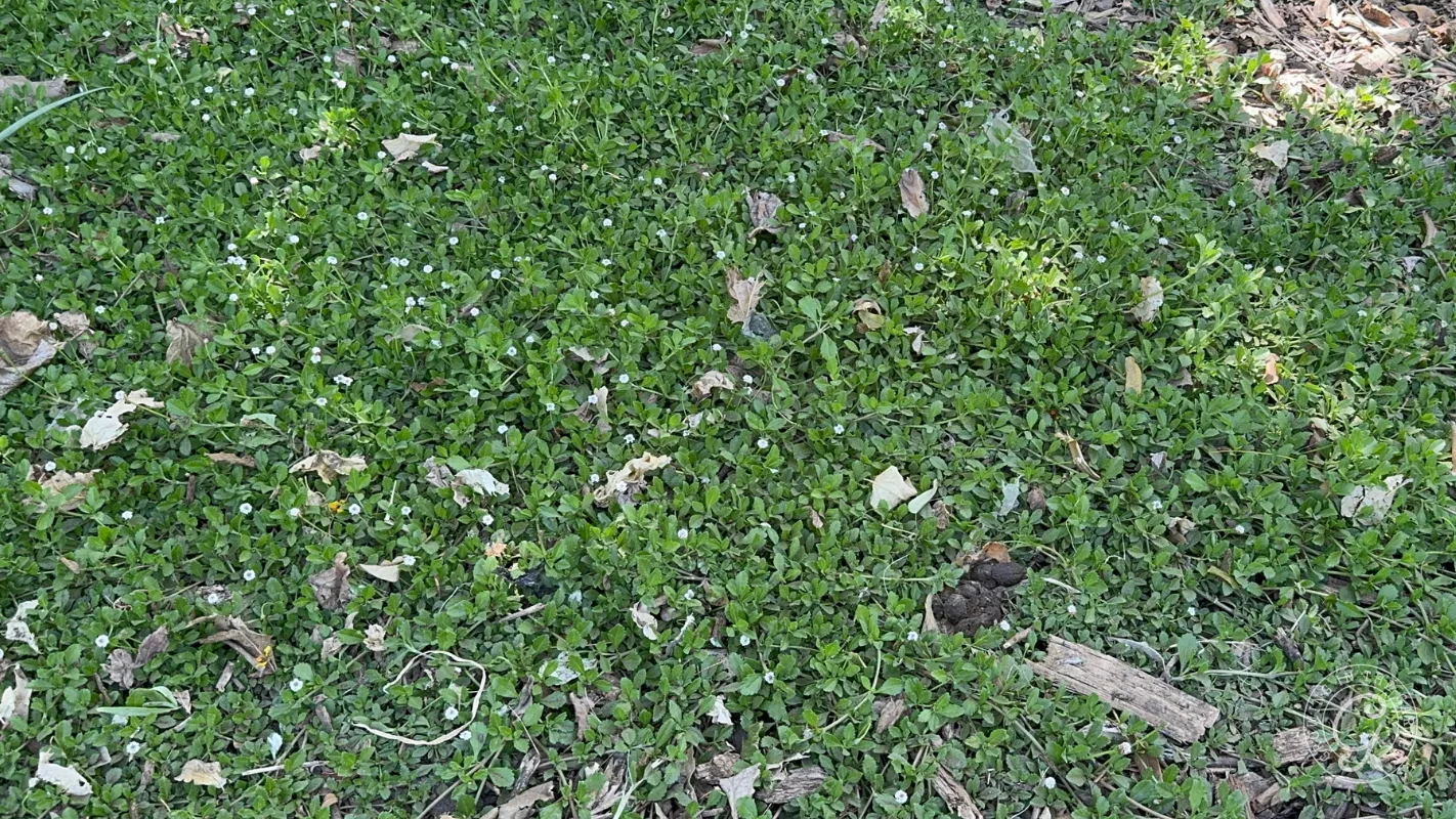 Green ground cover with small white flowers, scattered dry leaves, sticks, and a small patch of animal droppings.