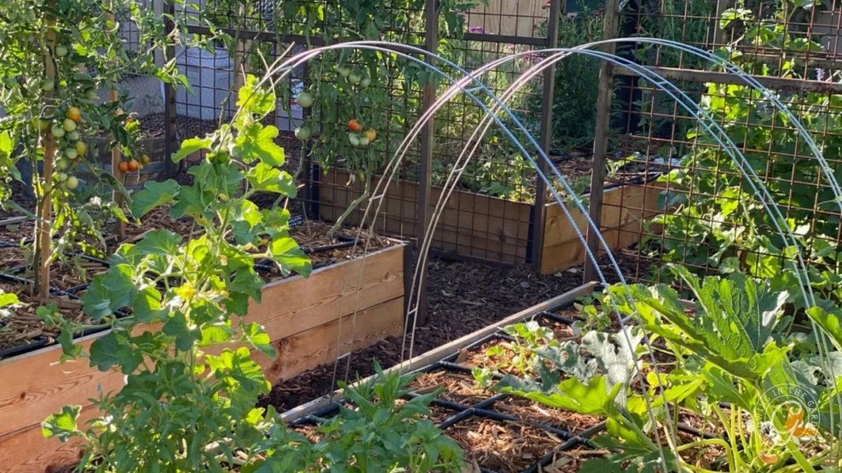 Raised garden beds with green plants, curved support hoops, and a metal fence in a sunny backyard garden.