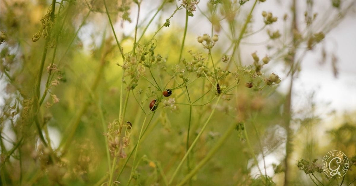 Ladybugs on cilantro