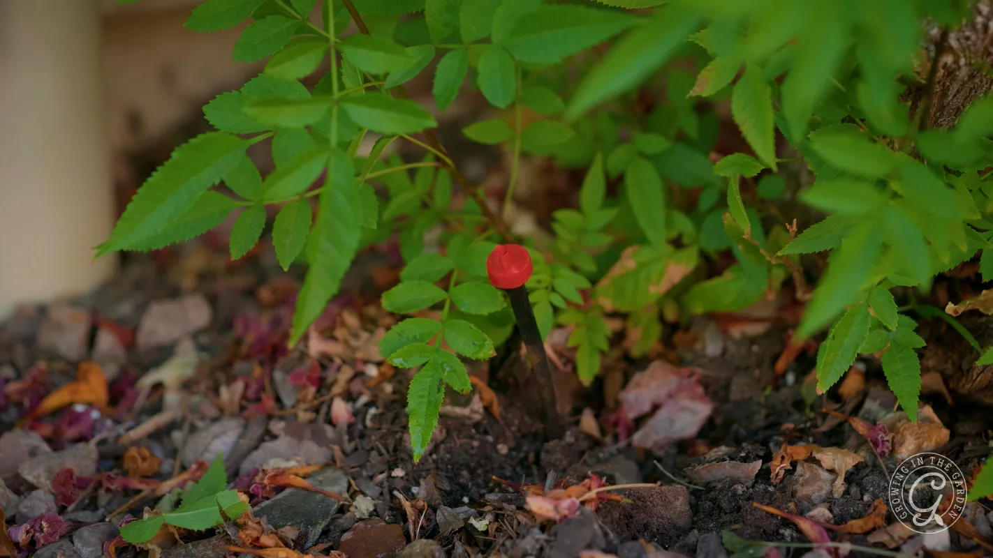 A small red berry grows on a leafy plant surrounded by soil, rocks, and scattered dried leaves.
