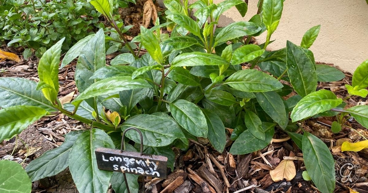 Leafy and bushy longevity spinach lying in a raised bed.