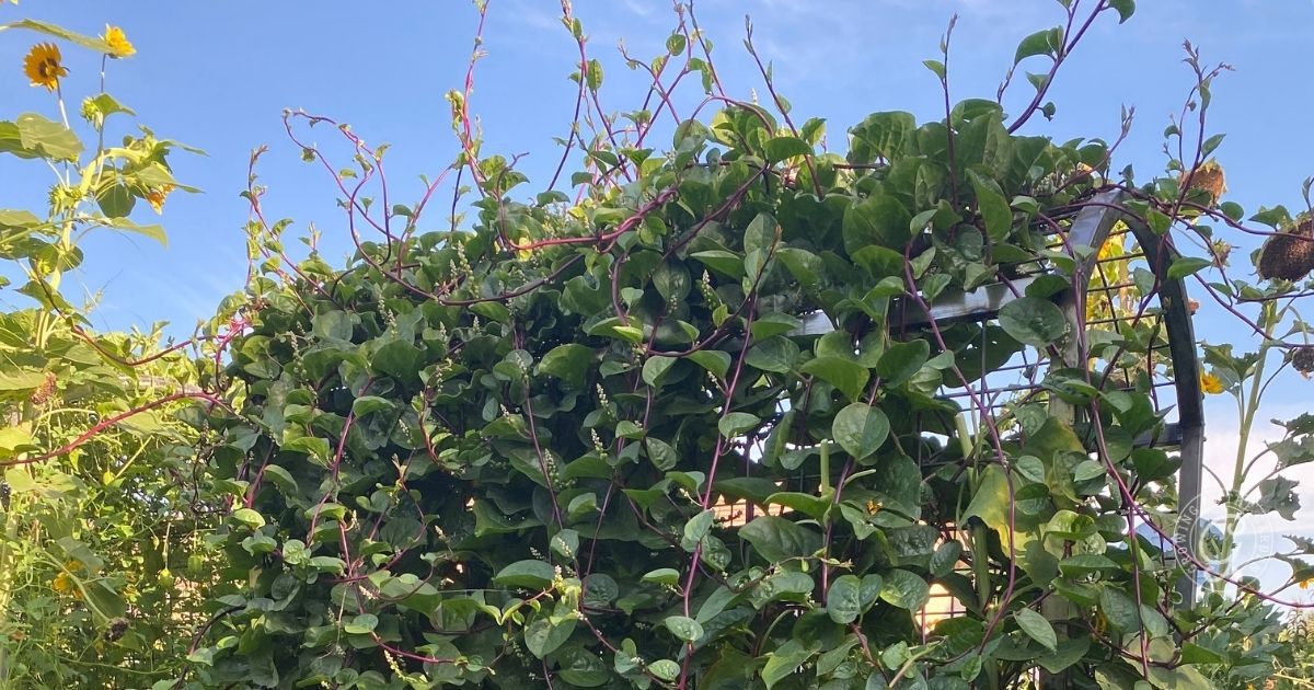 Malabar Spinach