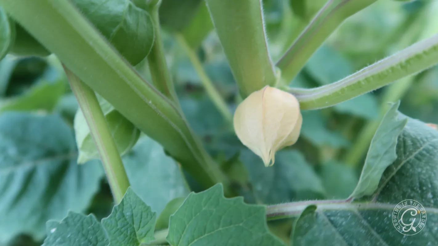 A close-up of a green plant with a small, light-colored fruit encased in a papery husk among its leaves.